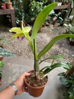 BLC. Greenwich ''Elmhurst'' - Imagem 4