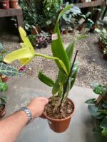 BLC. Greenwich ''Elmhurst'' - Imagem 3