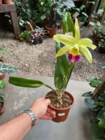 BLC. Greenwich ''Elmhurst'' - Imagem 2