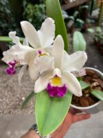 Mini Cattleya  - COM FLOR