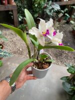 Mini Cattleya  - COM FLOR - Imagem 5