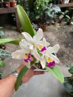 Mini Cattleya  - COM FLOR - Imagem 6