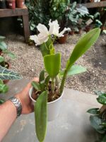 Mini Cattleya  - COM FLOR - Imagem 3