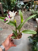 Mini Cattleya  - COM FLOR - Imagem 2