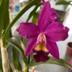 Slc. Hsin Buu Lady YT Beauty x L. Sincorana - COM FLOR