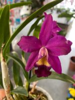 Slc. Hsin Buu Lady YT Beauty x L. Sincorana - COM FLOR