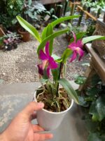 Slc. Hsin Buu Lady YT Beauty x L. Sincorana - COM FLOR - Imagem 7