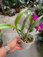 Slc. Hsin Buu Lady YT Beauty x L. Sincorana - COM FLOR - Imagem 6