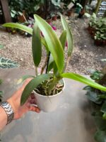 Slc. Hsin Buu Lady YT Beauty x L. Sincorana - COM FLOR - Imagem 5