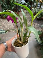 Slc. Hsin Buu Lady YT Beauty x L. Sincorana - COM FLOR - Imagem 4