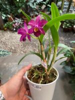 Slc. Hsin Buu Lady YT Beauty x L. Sincorana - COM FLOR - Imagem 3