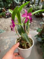 Slc. Hsin Buu Lady YT Beauty x L. Sincorana - COM FLOR - Imagem 2