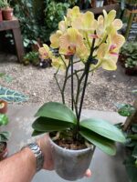 Phalaenopsis Anthura Lima - COM FLOR - COLEÇÃO - Imagem 6