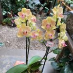 Phalaenopsis Anthura Lima - COM FLOR - COLEÇÃO