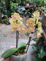 Phalaenopsis Anthura Lima - COM FLOR - COLEÇÃO