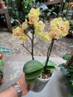 Phalaenopsis Anthura Lima - COM FLOR - COLEÇÃO - Imagem 5