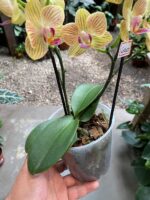 Phalaenopsis Anthura Lima - COM FLOR - COLEÇÃO - Imagem 3