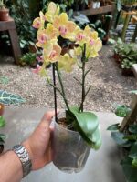 Phalaenopsis Anthura Lima - COM FLOR - COLEÇÃO - Imagem 4