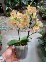 Phalaenopsis Anthura Lima - COM FLOR - COLEÇÃO - Imagem 2