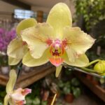 Phalaenopsis Fortune Saltzman ''Peloric'' - COM FLOR -  COLEÇÃO