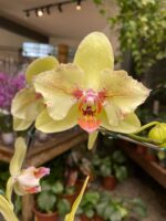 Phalaenopsis Fortune Saltzman ''Peloric'' - COM FLOR -  COLEÇÃO