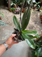 Phalaenopsis Fortune Saltzman ''Peloric'' - COM FLOR -  COLEÇÃO - Imagem 8
