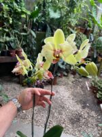 Phalaenopsis Fortune Saltzman ''Peloric'' - COM FLOR -  COLEÇÃO - Imagem 9
