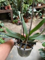 Phalaenopsis Fortune Saltzman ''Peloric'' - COM FLOR -  COLEÇÃO - Imagem 7