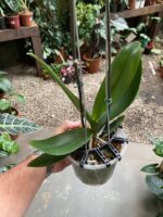 Phalaenopsis Fortune Saltzman ''Peloric'' - COM FLOR -  COLEÇÃO - Imagem 6