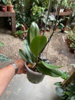 Phalaenopsis Fortune Saltzman ''Peloric'' - COM FLOR -  COLEÇÃO - Imagem 5