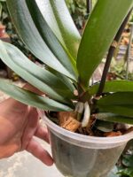 Phalaenopsis Fortune Saltzman ''Peloric'' - COM FLOR -  COLEÇÃO - Imagem 4