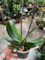 Phalaenopsis Fortune Saltzman ''Peloric'' - COM FLOR -  COLEÇÃO - Imagem 3