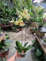 Phalaenopsis Fortune Saltzman ''Peloric'' - COM FLOR -  COLEÇÃO - Imagem 2