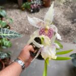 Beallara Tahoma ''Glacier''