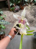 Beallara Tahoma ''Glacier''