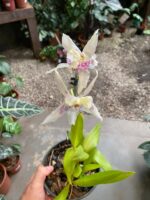 Beallara Tahoma ''Glacier'' - Imagem 7