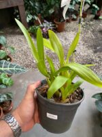 Beallara Tahoma ''Glacier'' - Imagem 5