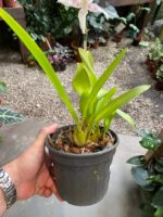 Beallara Tahoma ''Glacier'' - Imagem 4