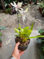 Beallara Tahoma ''Glacier'' - Imagem 2