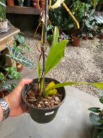 Brassia Eternal - COLEÇÃO - Imagem 3