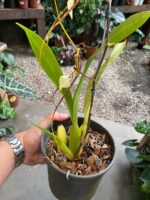 Brassia Eternal - COLEÇÃO - Imagem 4