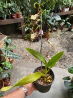 Brassia Eternal - COLEÇÃO - Imagem 2