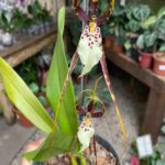 Brassia Eternal - COLEÇÃO