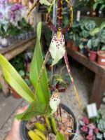 Brassia Eternal - COLEÇÃO