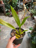 Brassia Eternal - COLEÇÃO - Imagem 5