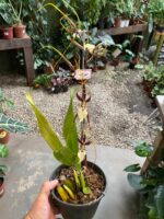 Brassia Eternal - COLEÇÃO - Imagem 6