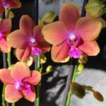 Phalaenopsis Bolgheri Bronze Buddha - PERFUMADA