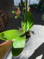 Phalaenopsis Bolgheri Bronze Buddha - PERFUMADA - Imagem 7