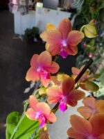 Phalaenopsis Bolgheri Bronze Buddha - PERFUMADA - Imagem 8