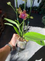 Phalaenopsis Bolgheri Bronze Buddha - PERFUMADA - Imagem 6